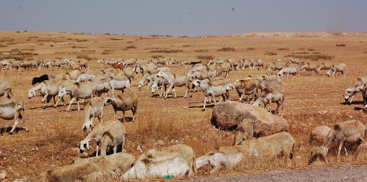 Troupeau de moutons Sardi dans la campagne marocaine avant l'Aïd al-Adha